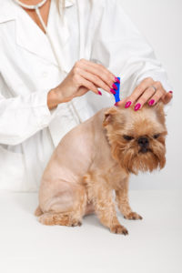 Tick prevention for Dogs breed Griffon Bruxellois