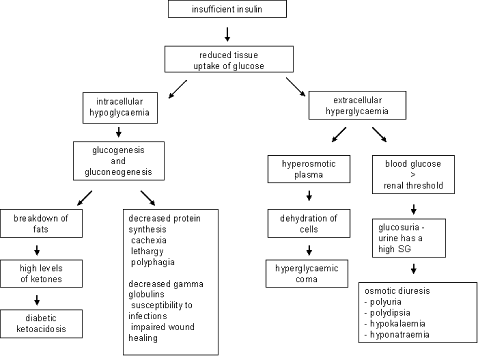 Pathophysiology of Diabetes Mellitus