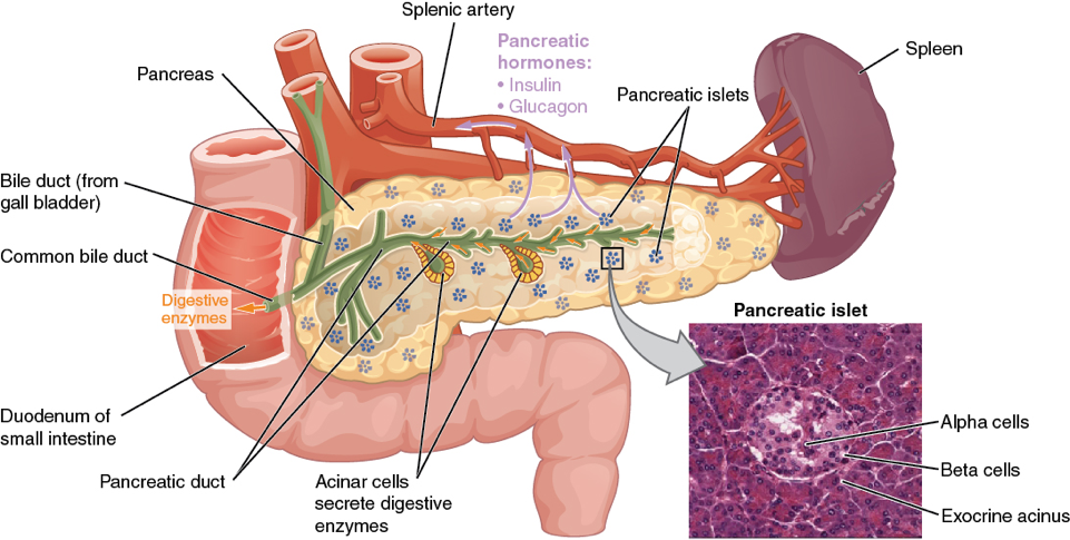 pancreas