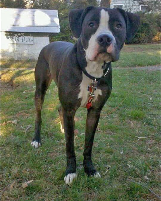 CHICO