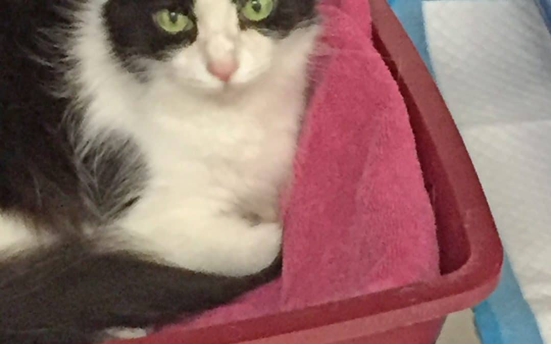 LOUISE