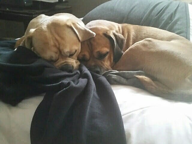 DAISY & MYLO