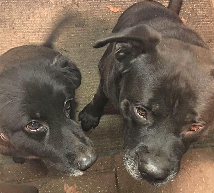 CALLIE & BUSTER