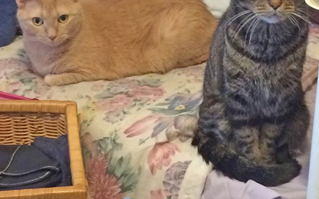 CHARLIE & LUCKY