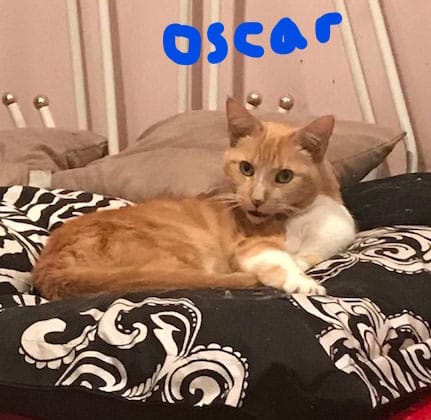 BOB & OSCAR