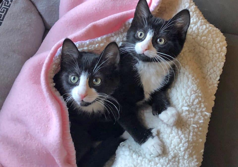 LUNA & LEENA