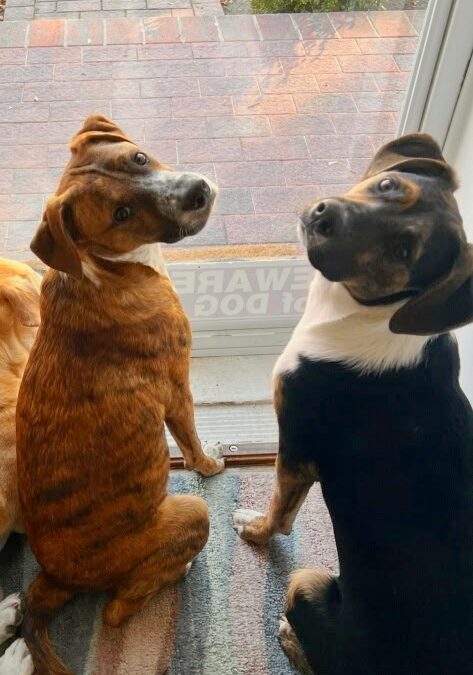 Little Lady & Lucky Girl