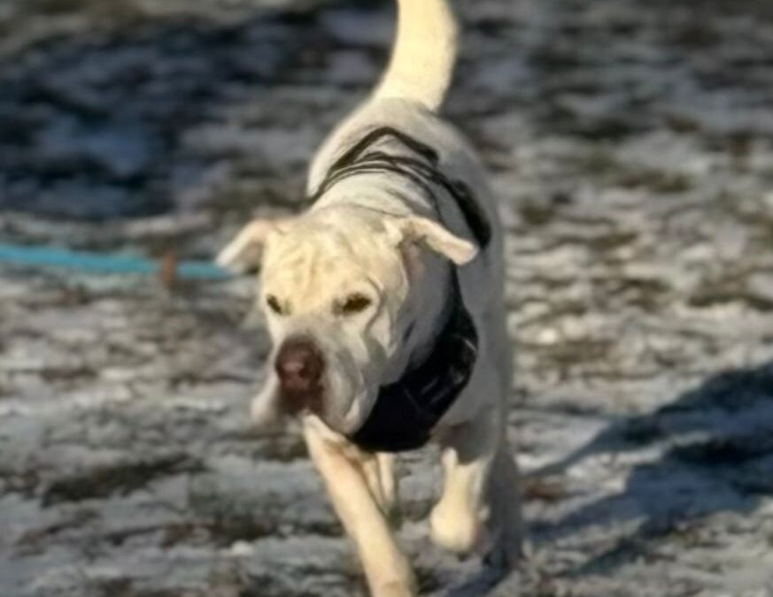 LEO